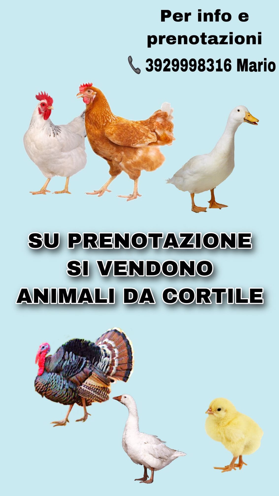 Vendita animali da cortile